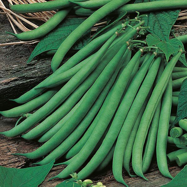 Dwarf Bean Ferrari Seeds