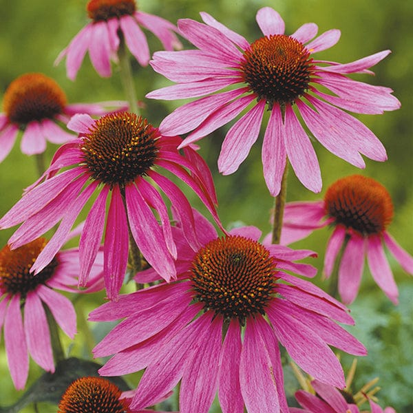 1 x 2L Plant Echinacea Magnus Flower Plants