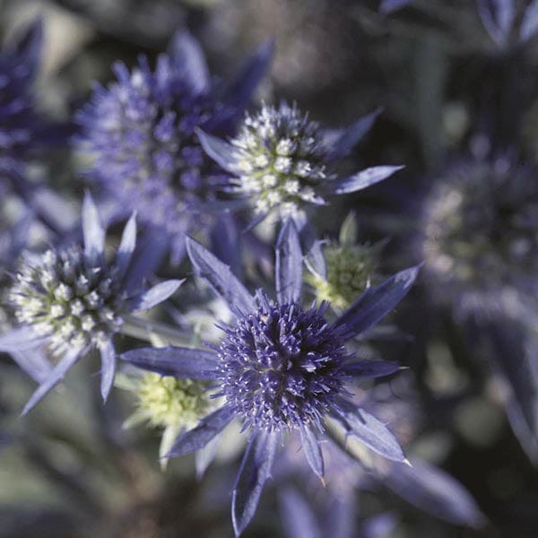 5 Young Plants Eryngium Blue Hobbit Flower Plants