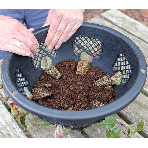Easi-Plant 12in Hanging Baskets