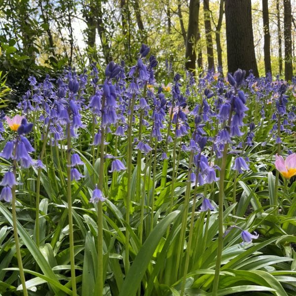 English Bluebells Bulbs