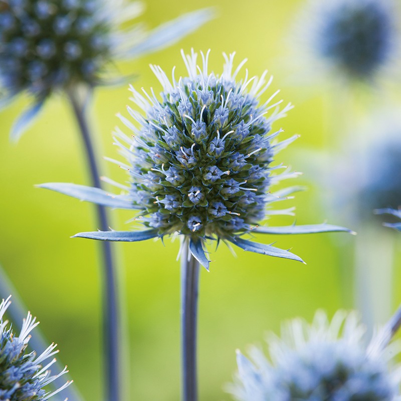 Close-up of a blue thistle flower with a blurred green background