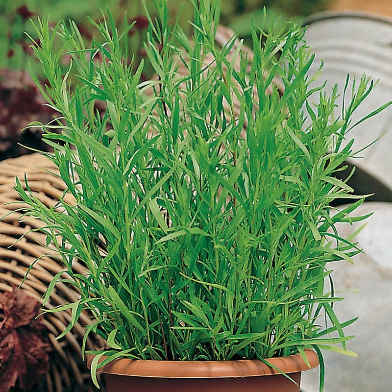 3 x 9cm Potted Plants (LATE) French Tarragon Herb Plants