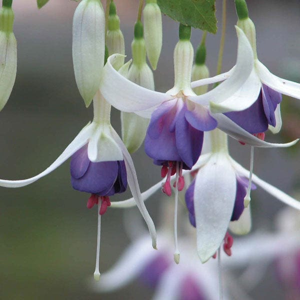 5 Young Plants Fuchsia Delta's Sarah (Hardy) Flower Plants