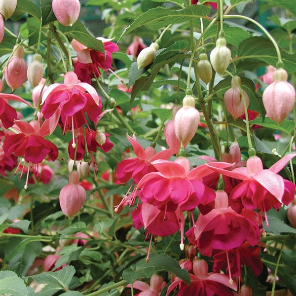 5 Young Plants Fuchsia Garden News (Hardy) Flower Plants