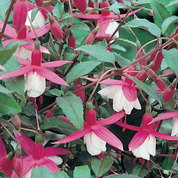 5 Young Plants Fuchsia Alice Hoffman (Hardy) Flower Plants