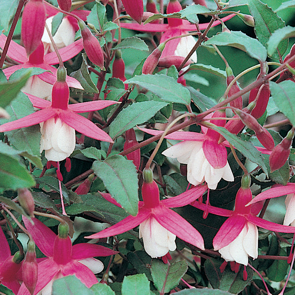 Fuchsia (Hardy) Flower Plant Collection