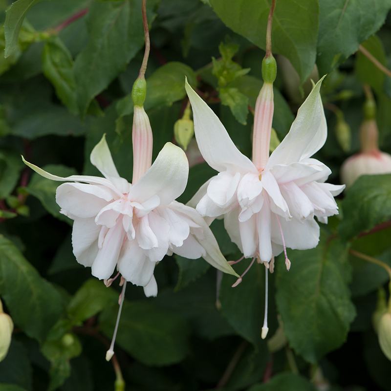 5 Young Plants Fuchsia (Giant Trailing) Pink Marshmallow Flower Plants