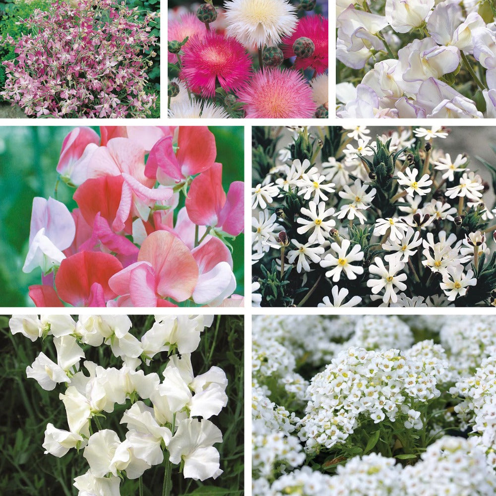 Favourite Fragrant Garden Collection