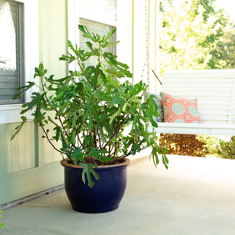 Fig (Ficus) Little Miss Figgy Fruit Plant