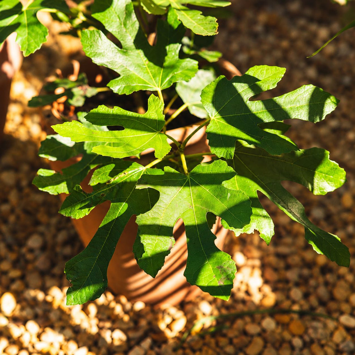 Fig (Ficus) Little Miss Figgy Fruit Plant