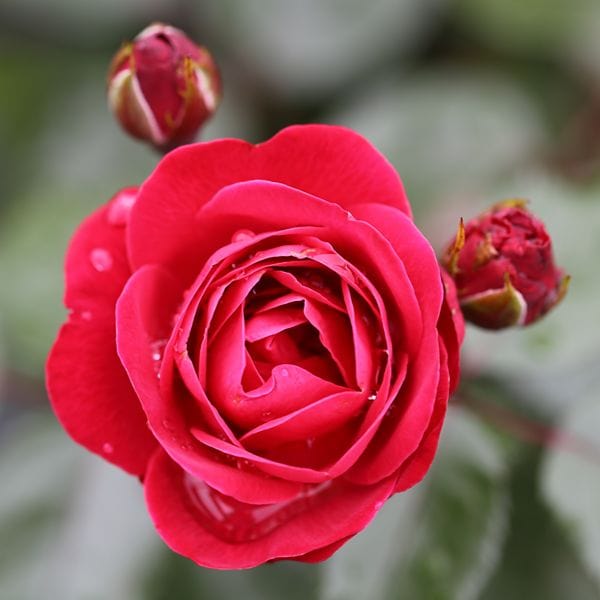 Floribunda Rose Trio Plants Collection