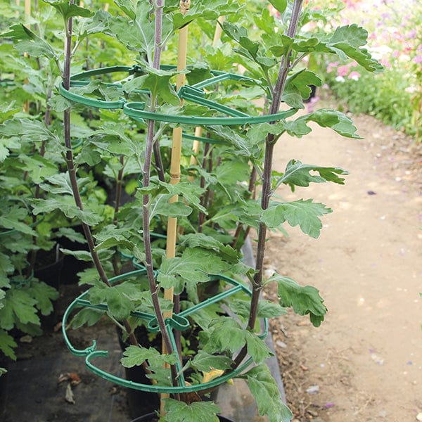 Flower Support Circles (Pack of 40)