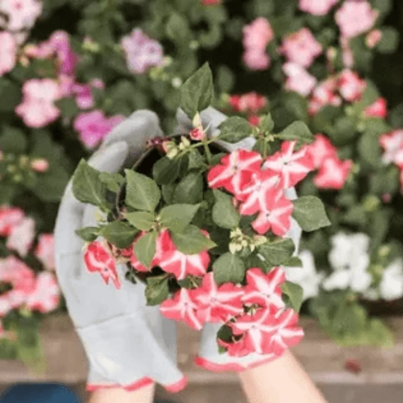 Flower bedding