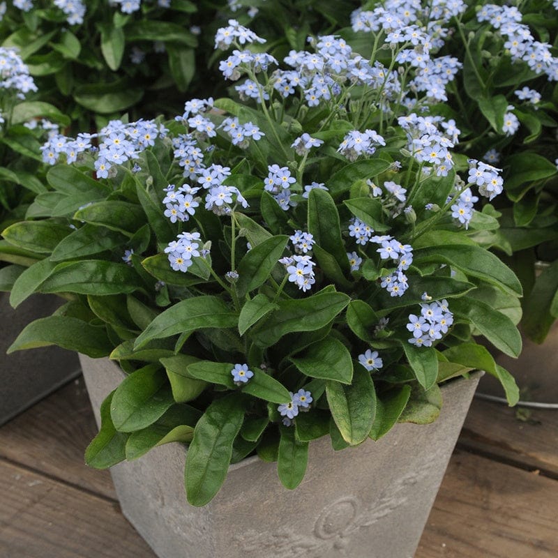 Forget-Me-Not Mon Amie Blue Bedding Flower Plants