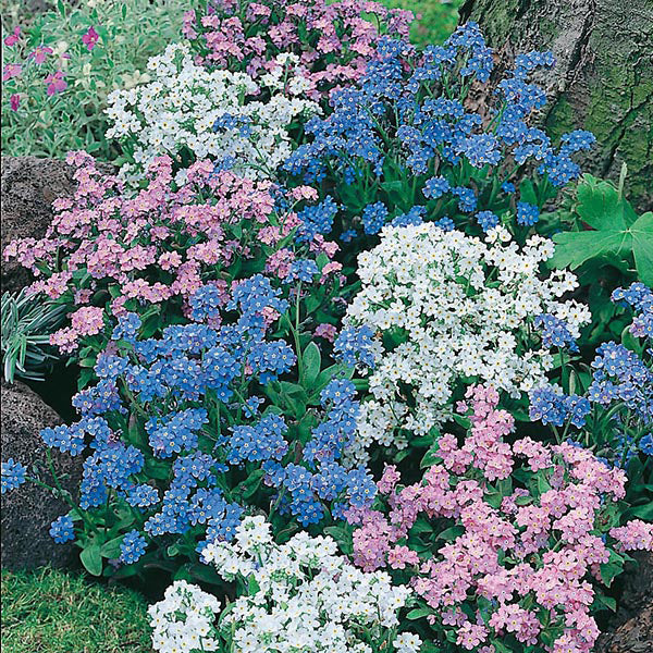 Colourful flower bed with blue, pink, and white flowers near a tree trunk.