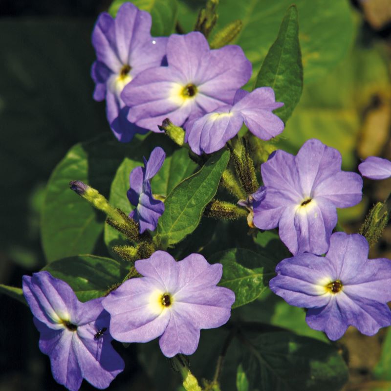 Close-up of purple flowers with green leaves on a blurred natural background