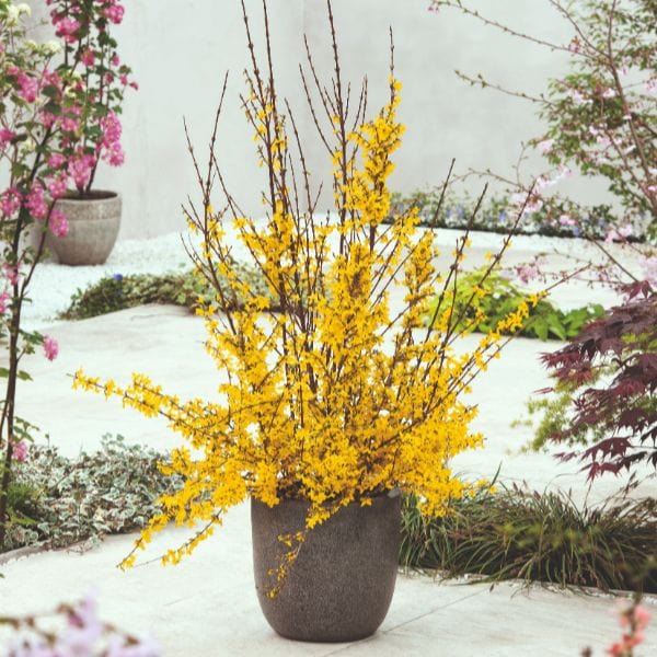 Forsythia Intermedia Weekend Flower Plant