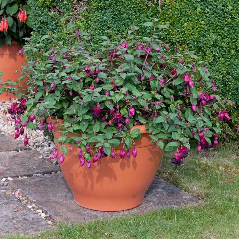 5 Young Plant Fuchsia (Bush) Blacky Plants