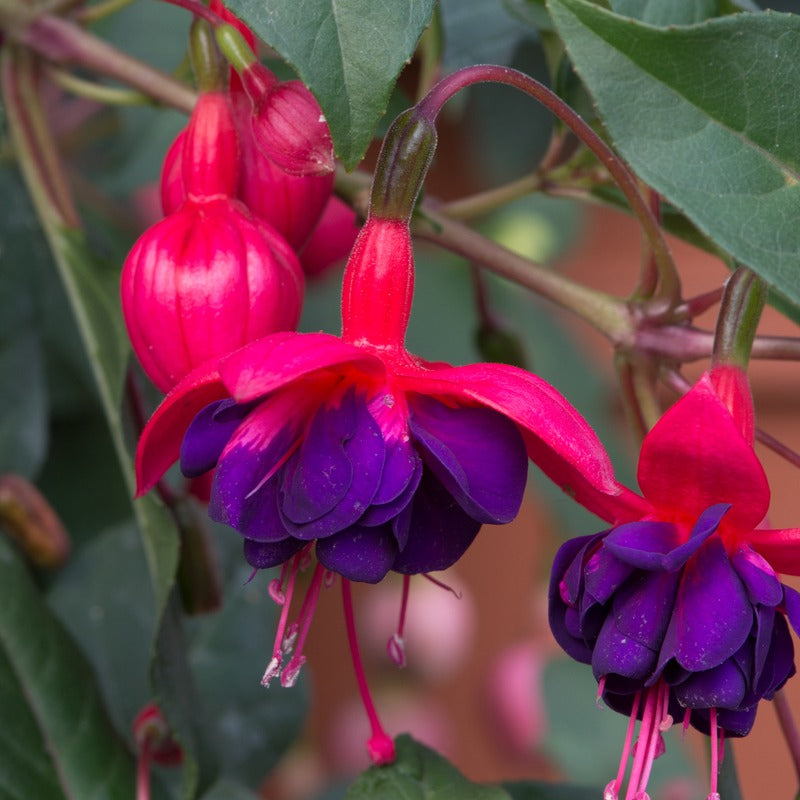 Fuchsia Giant Flowering Trailing Collection
