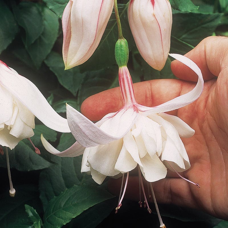 Fuchsia (Bush) Collection