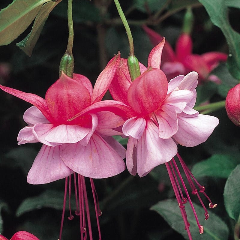 5 Young Plant Fuchsia (Bush) Heidi Anne