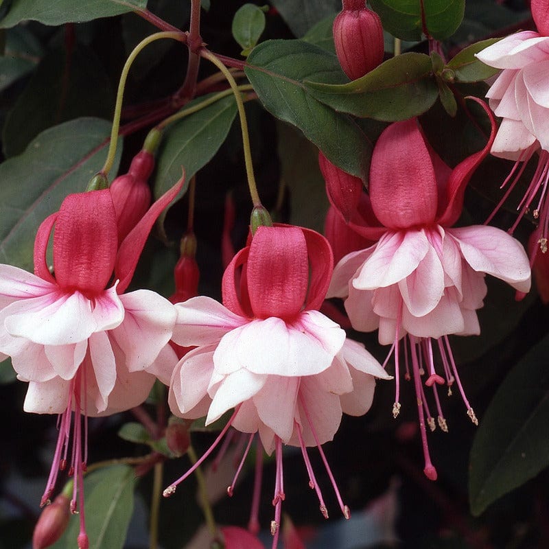 5 Young Plant Fuchsia (Bush) Spion Kop