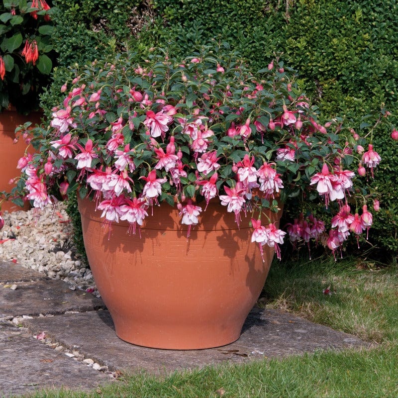 Fuchsia (Bush) Spion Kop