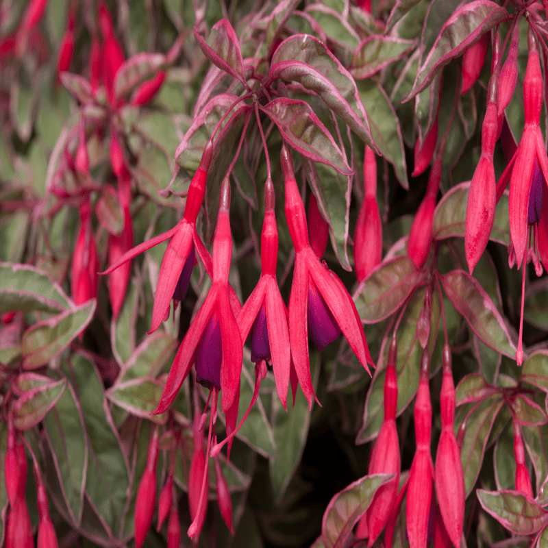 5 Young Plants Fuchsia Tom West (Hardy) Young Plants