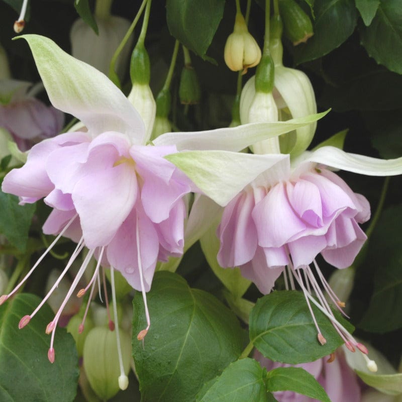 5 Young Plants Fuchsia Trailing Wendy's Beauty