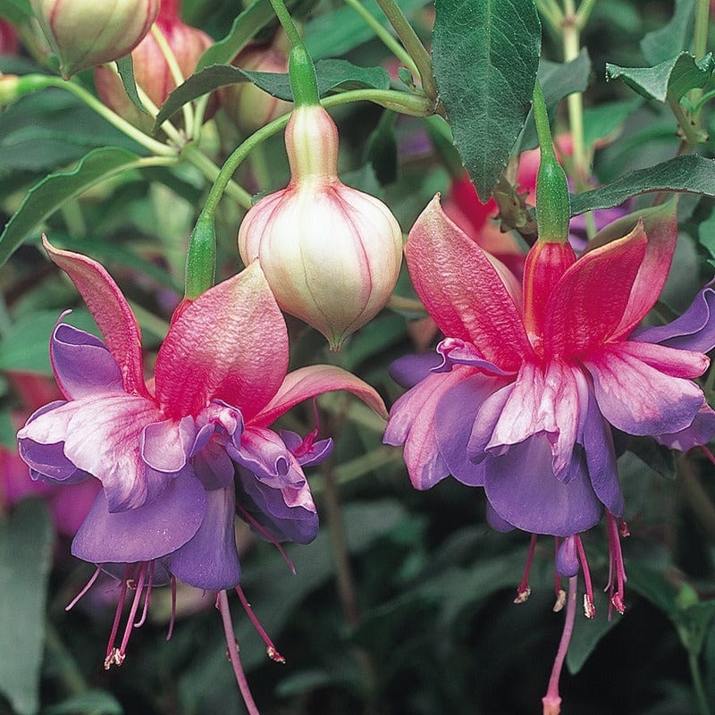 5 Young Plant Fuchsia (Bush) Winston Churchill