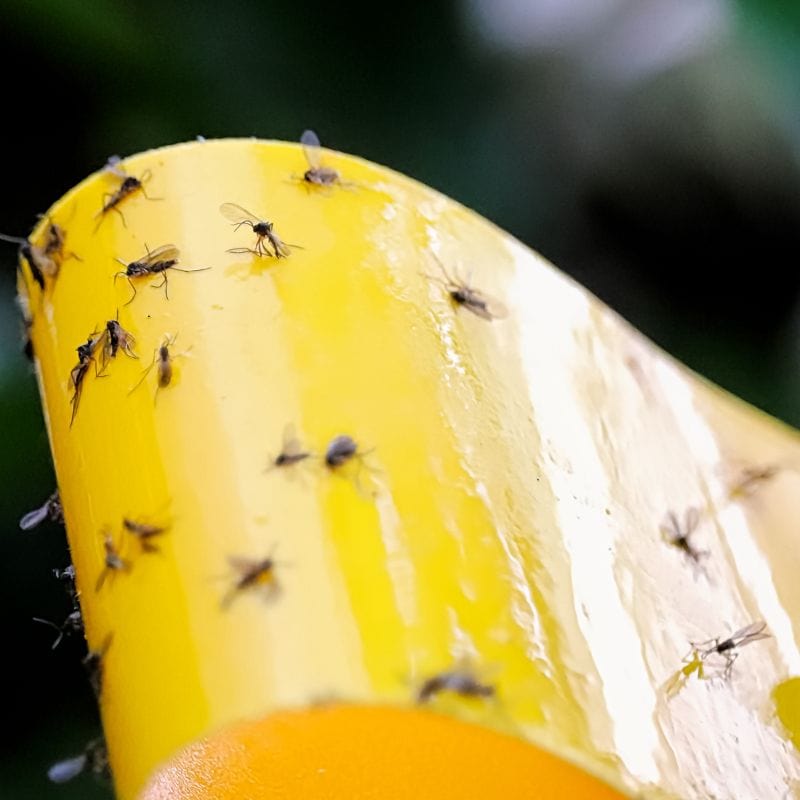 NemaKnights Nematodes Biological Fungus Gnat, Thrips and Root Aphid Control