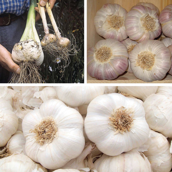 Autumn Planting Garlic Bulb Collection
