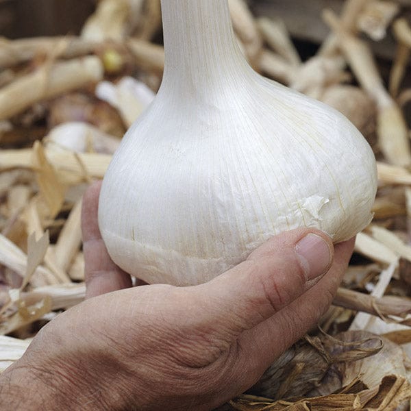 Elephant Garlic Cloves