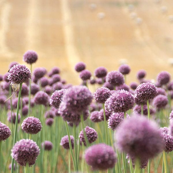 Elephant Garlic Cloves