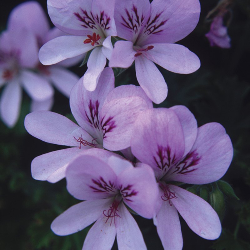 Close-up of pink flowers with red centers on a dark background