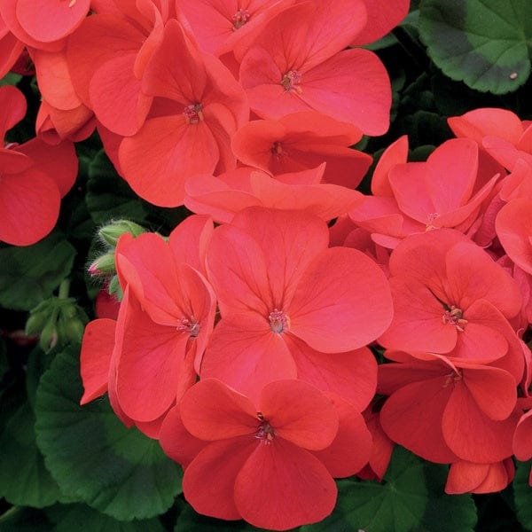 Geranium Palladium Red F1 Flower Plants