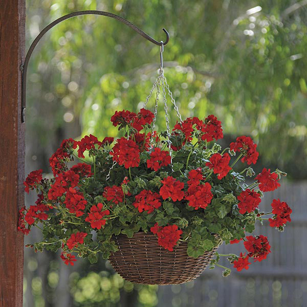 Hanging basket with red flowers against a blurred green background