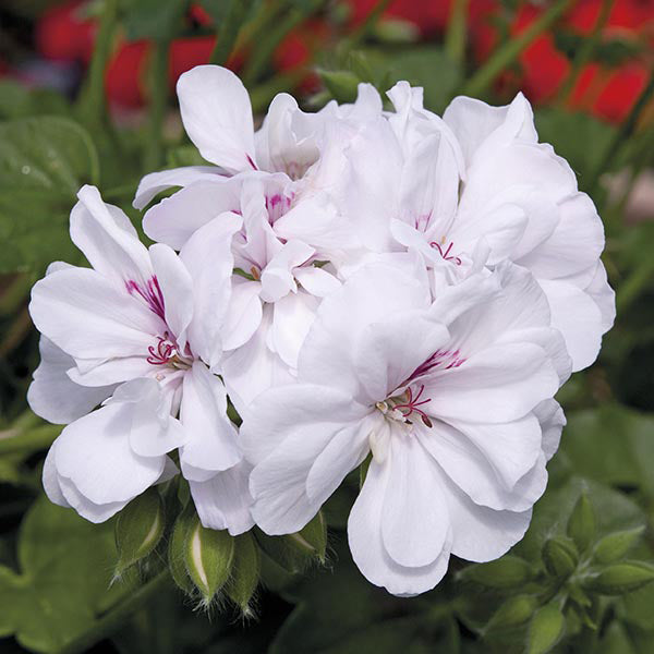 Close-up of white flowers with pink centers on a blurred green background