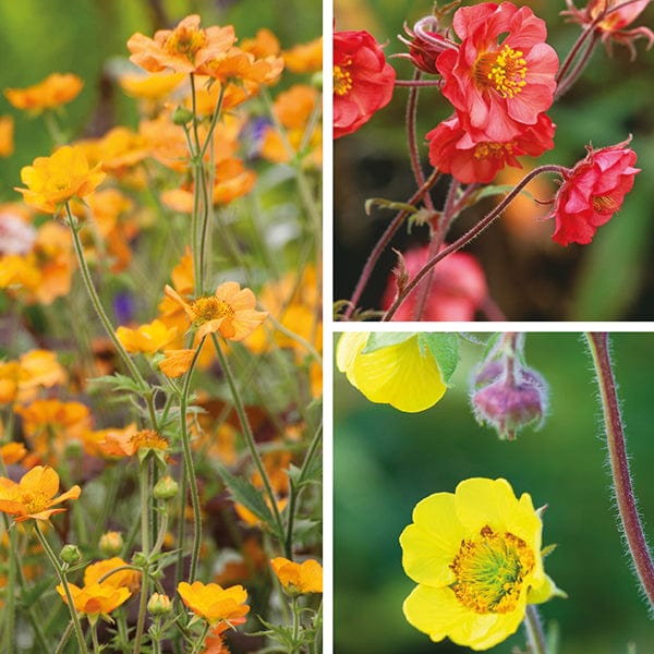 9 Young Plants, 3 of each Geum Collection