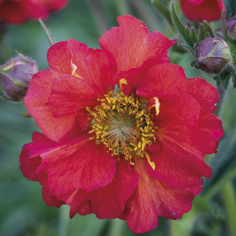 Geum Flower Plant Collection