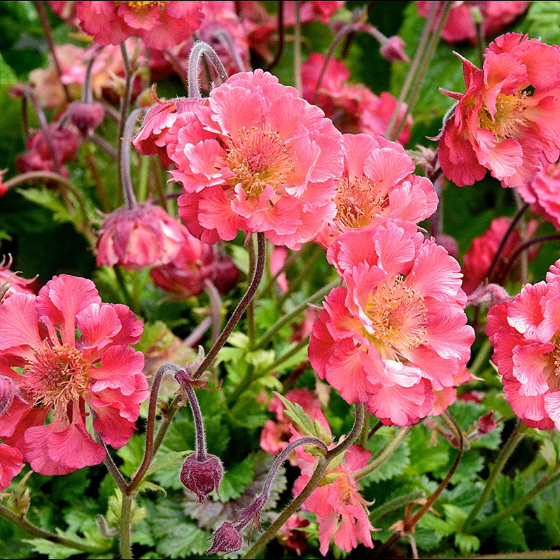 Close-up of pink flowers with green leaves in the background