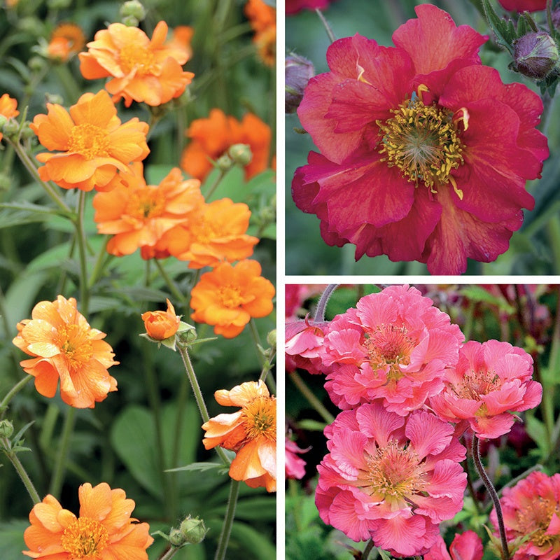 Flowers Collection
