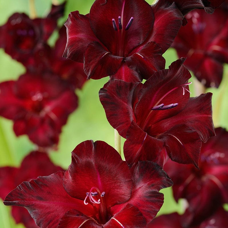 Gladioli Black Star Flower Corms
