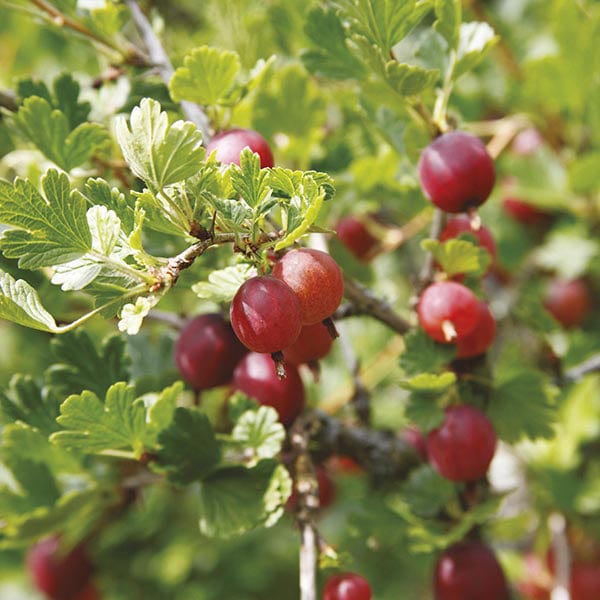Gooseberry Hinnonmaki Red Fruit Plant (Mid Season)