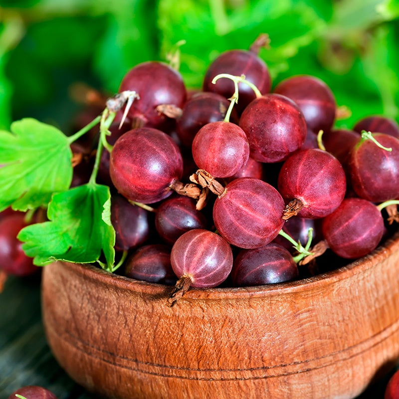 Gooseberry Captivator Fruit Plant