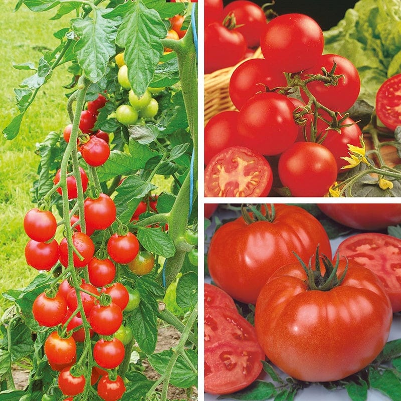 3 x 9cm Potted Plants (EARLY) Tomato Grafted Plant Collection