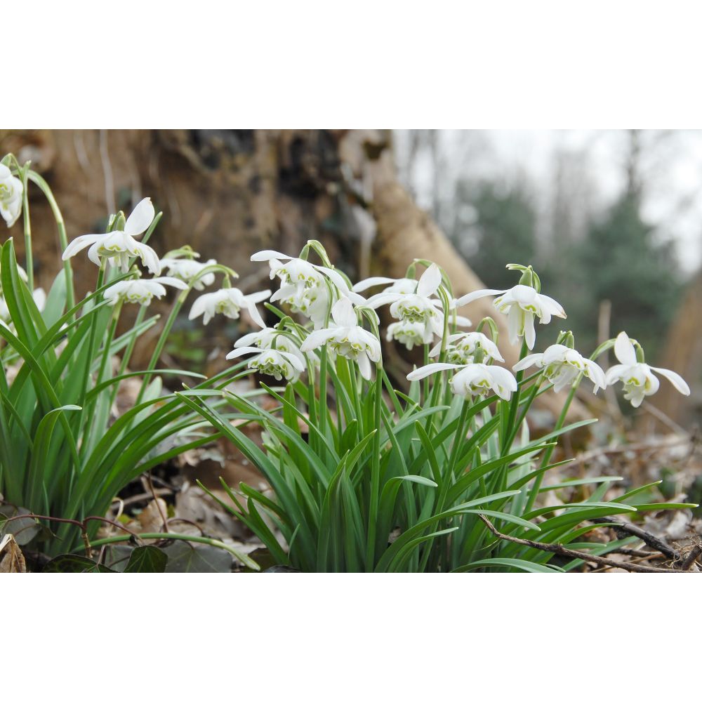 Galanthus Flore Pleno Flower Bulbs