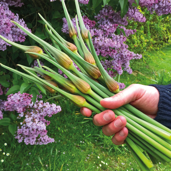 Garlic Carcassonne Wight Bulbs (Hardneck)