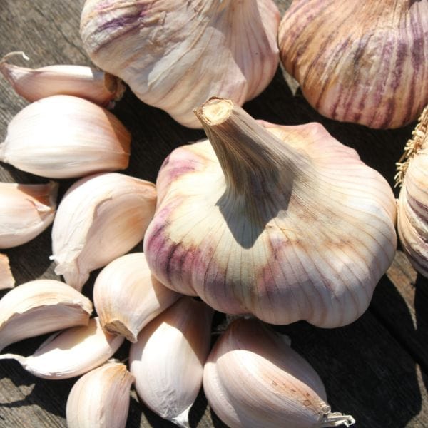 Garlic Rose Wight Bulbs
